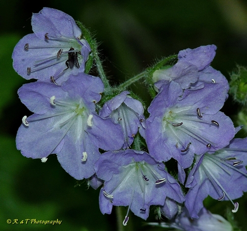 {Hydrophyllum appendiculatum}